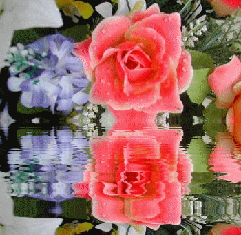 reflet rose